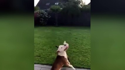 Deux chiens s'amusent avec un ballon !