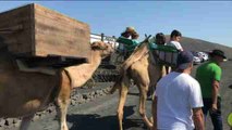 Vendimia tradicional con camello en Lanzarote