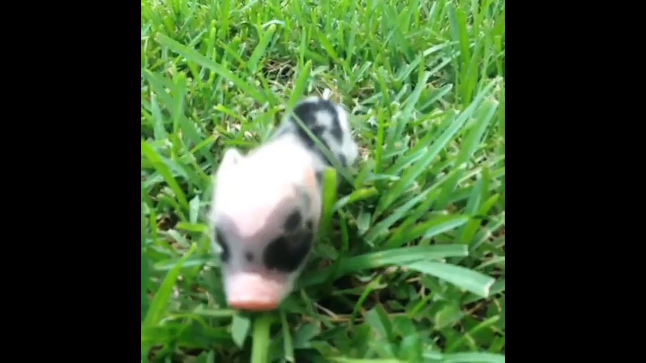 Funny Moments Animals - Funny videos Whatsapp Funny Videos 2017 of August | Part 4