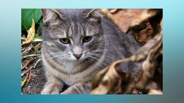 Soñar Con Gatos Grises ¿Qué Significa Soñar Con Gatos Grises