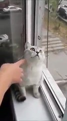 Depresyona Giren Kedi