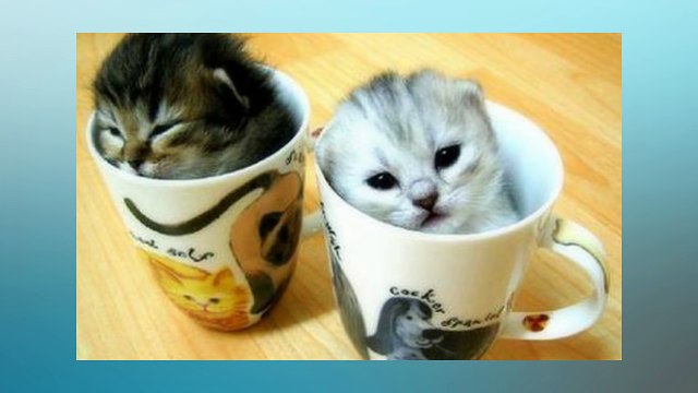 Soñar Con Gatos Bebés ¿Qué Significa Soñar Con Gatos Bebés