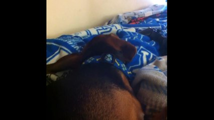 Funny Moments Animals - Funny videos Whatsapp Funny Videos 2017 of August | Part 3