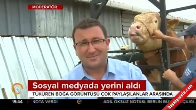 Kurbanlık boğa, muhabire fena türkürdü!