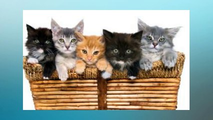 Soñar Con Muchos Gatos   ¿Qué Significa Soñar Con Muchos Gatos