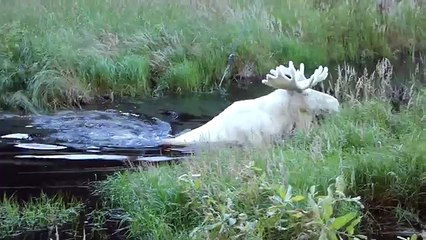 Images rares d'un superbe élan entièrement blanc