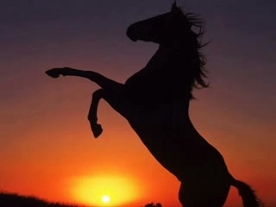 Les chevaux étre magnifique