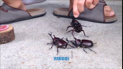 カブト虫