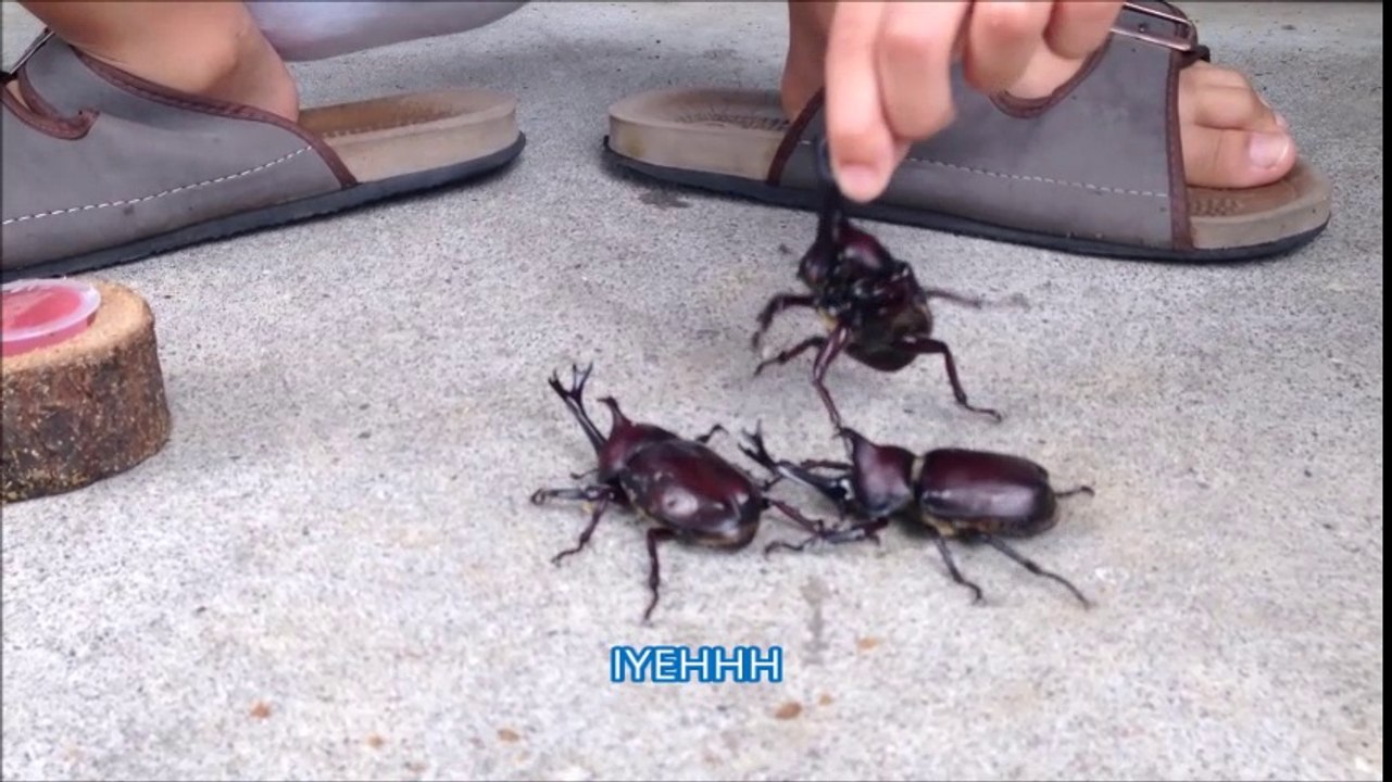 カブト虫