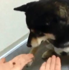 Sahibinin Elindeki Mamayı Bulabilmek İçin Çaba Sarfeden Sevimli Köpek