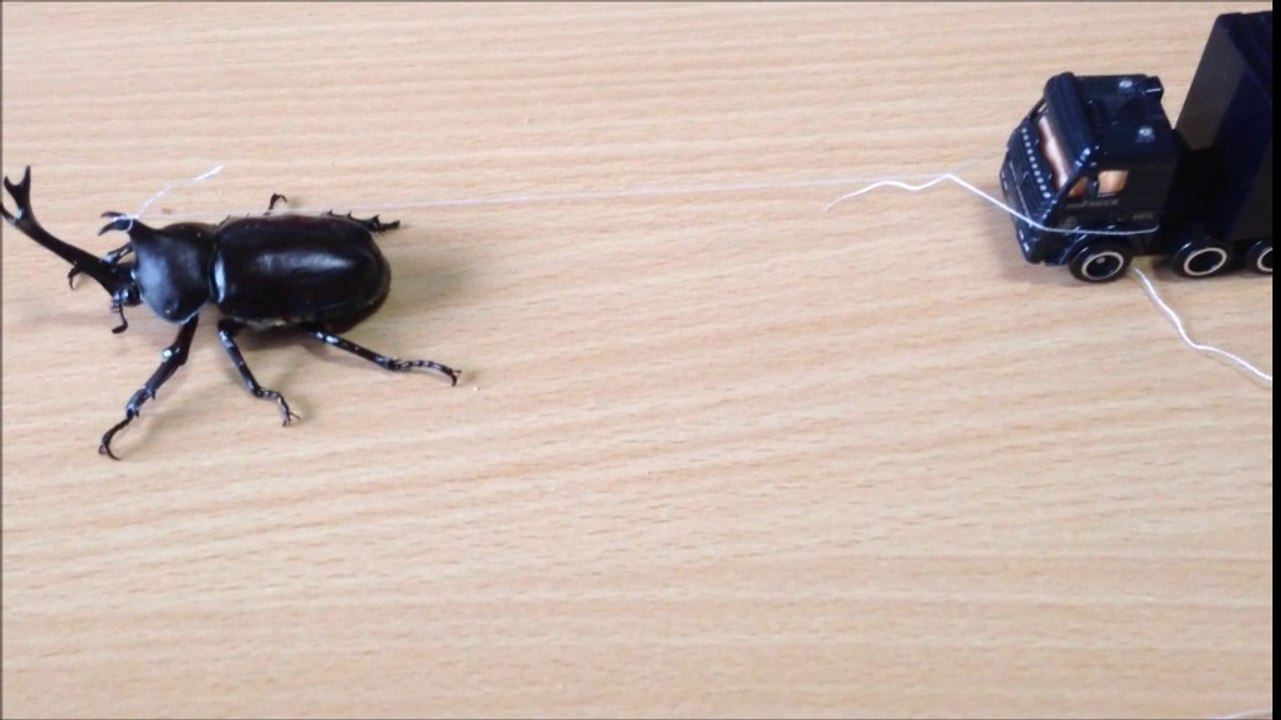 絶対笑うよ(笑)カブト虫の力を試してみた