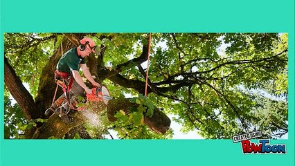 Top Signs You May Need Tree Removal Services