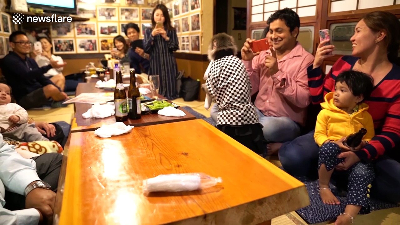 Japanese bar employs monkeys as waiters video Dailymotion