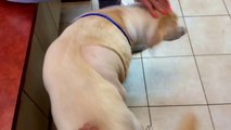 Cette chienne vient de se faire opérer d'une tumeur grosse comme un ballon de basket !