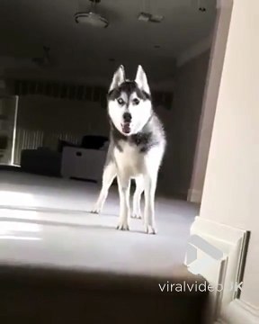 Ce chien fait des sauts de zombie dans toute la maison !! IL EST FOU !