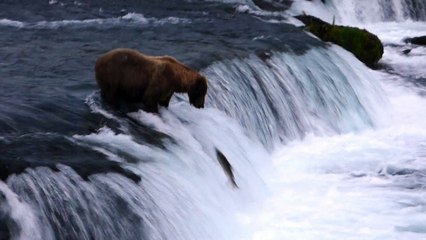 Nice Catch, Bear