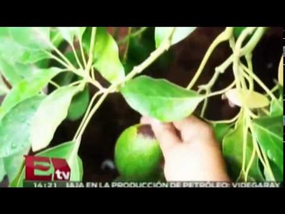 Rompe récord exportación de aguacate a Estados Unidos / Titulares de la tarde