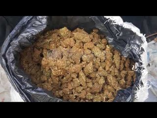 Ora News - Sekuestrohet kanabis në Krujë, Shkodër e Vlorë