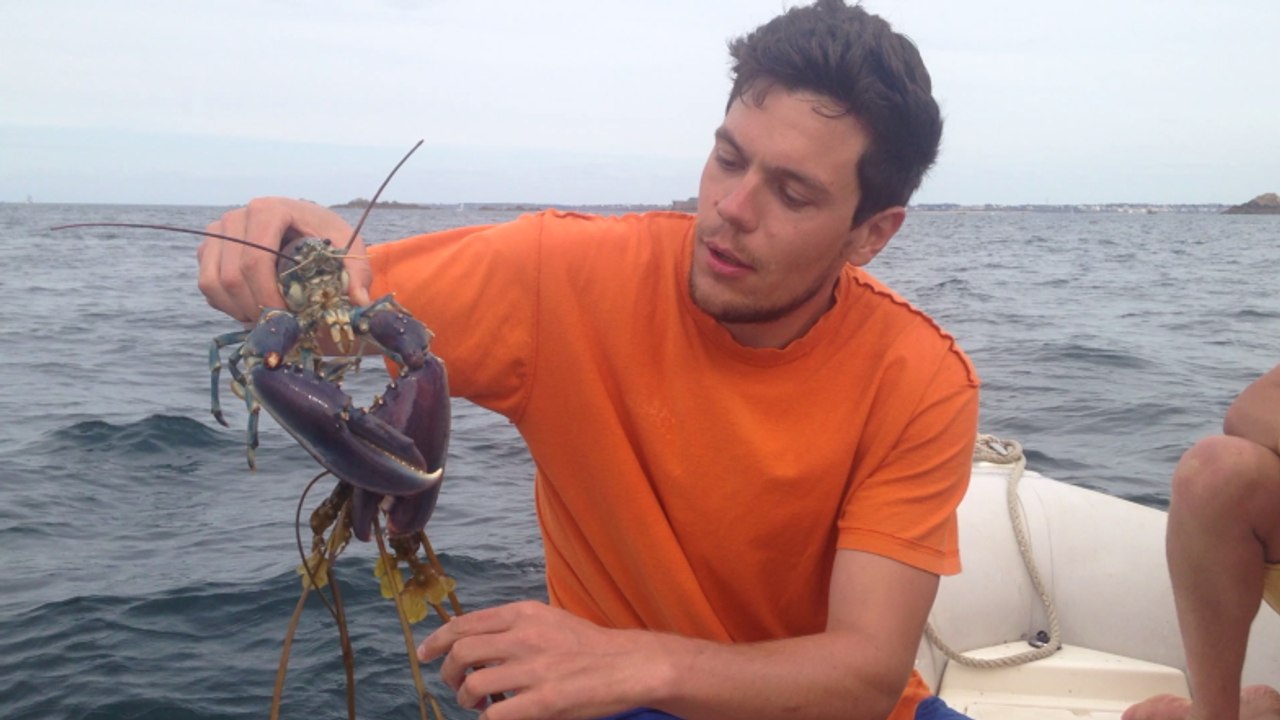 Neymar le homard bleu remis à l'eau