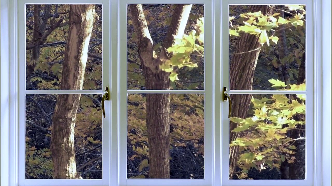 Peer Window: a film to help relax cats stressed by fireworks and loud noises