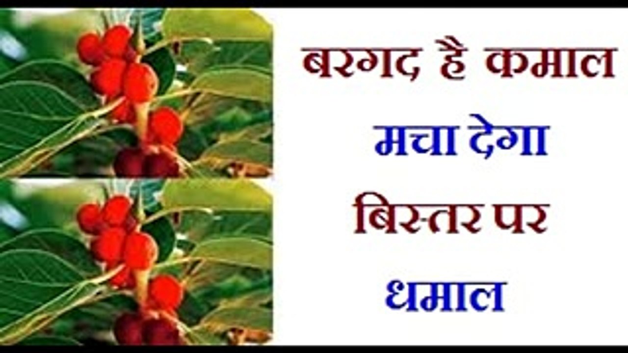 बरगद का कमाल ~ बिस्तर में धमाल ! पौरुष शक्ति ! यौनशक्ति ! Stamina ! घोड़े जैसी यौनशक्ति @ Health Mania ! Health Tips ! Health Updates