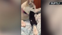 Drinking Buddies? Fully-Grown Husky and Baby Kitten Take Turns Sipping Milk