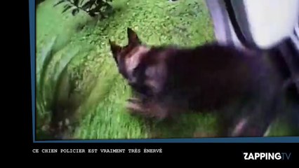 Ce chien policier était vraiment très en colère contre ce suspect (Vidéo)