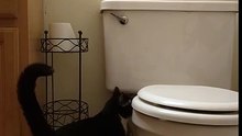 Crazy Flushes Toilet