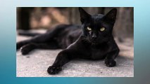 Soñar Con Gatos Negros   ¿Qué Significa Soñar Con Gatos Negros