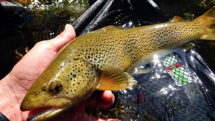 Grosses Truites : Leurs Attaques en Direct en Petite Rivière : Pêche avec mon MENTOR !!!