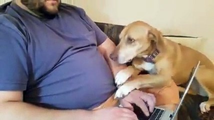 Attention Seeking Dog