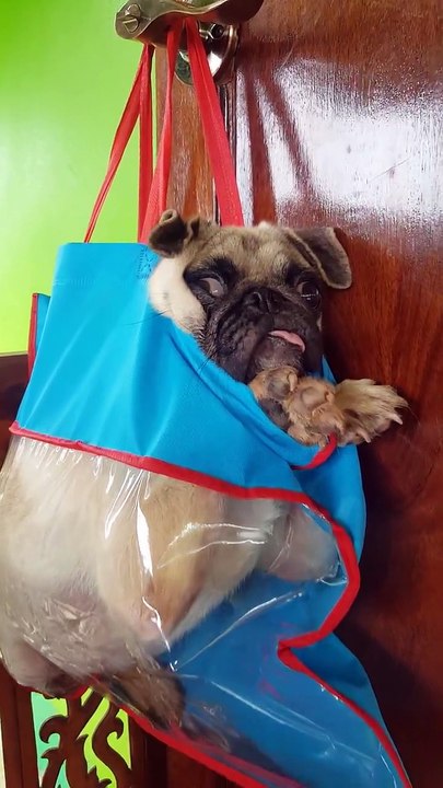 Pug Got in Trouble