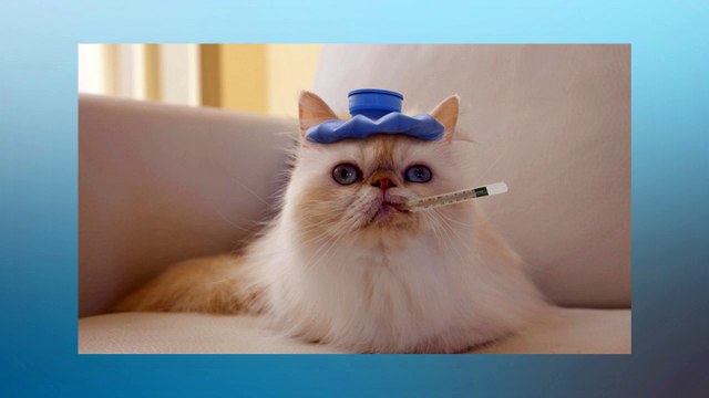 Soñar Con Gatos Enfermos ¿Qué Significa Soñar Con Gatos Enfermos