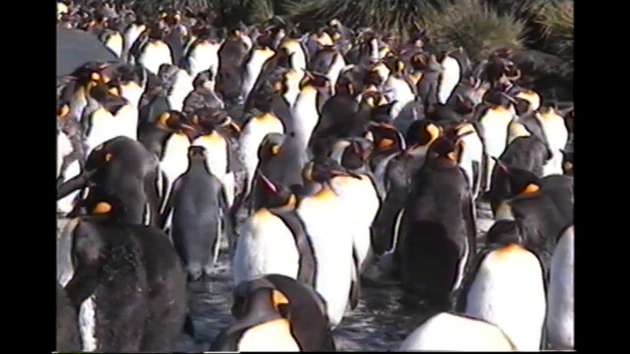 So Many Penguins