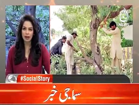After International applause, Pakistani media praises the Billion Tree Tsunami Project of KPK