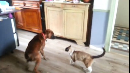 Chien et Chat - ils se battent mais s'aiment quand même ;)