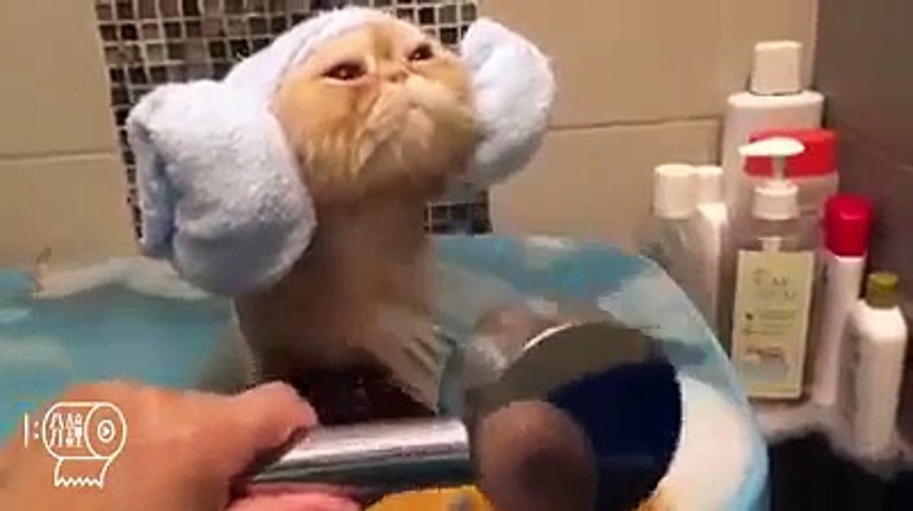 Compilation d'animaux qui prennent leur bain !