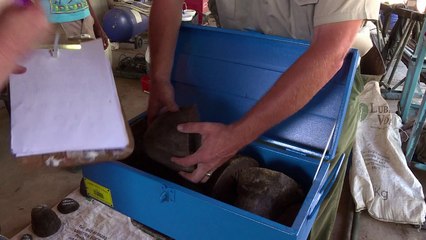 Breeder to hold first 'legal' rhino horn auction in South Africa