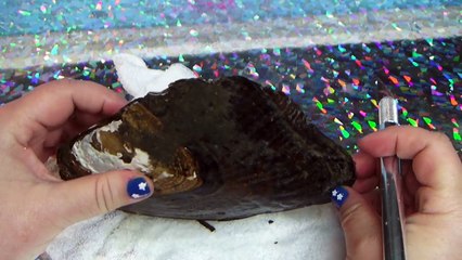 OVER 20 REAL GIANT PRICELESS PEARLS FOUND IN OYSTER DIG IT FUN HOUSE TV