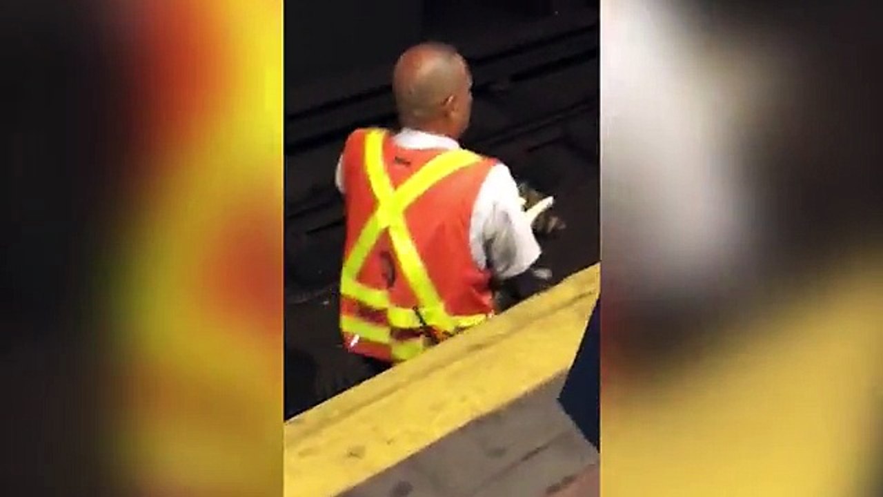 Lucky cats resscued from a MTA Subway Station