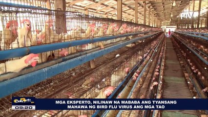 Mga eksperto, nilinaw na mababa ang tyansang mahawa ng bird flu virus ang mga tao