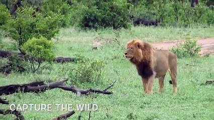 EXTREMELY RARE!!! Fearless Male Lion attacks Buffalo Herd, ALONE!!!