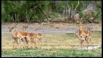 EXTREME Big Cat Hunt fierce ⇵ Most Amazing Wild Animal Fights