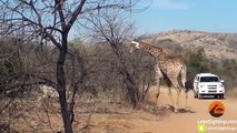 Giraffe Tries Saving her Calf From Hunting Lions