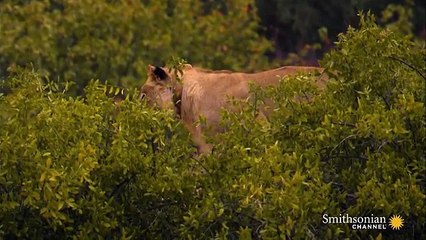 Incredible  Five Lions Take Down a Giraffe