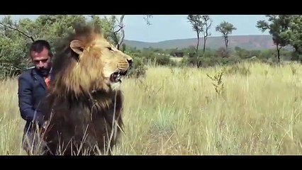 Incredible  Playing Soccer With Lions