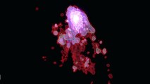 Astronomers Discover Jellyfish Galaxies Nourish Their Massive Black Holes