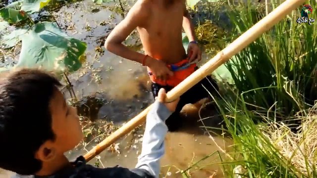 سرقو البيض من العش وطبخوه مع الرز تحت الارضDo you remember this mother and her eight twins? Watch how they became today 7 years later -