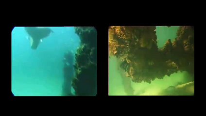 Mermaid Sighting Filmed In Great Barrier Reef