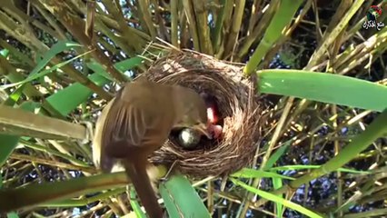 أخبث طائر في الكونThe most dangerous bird in the universe